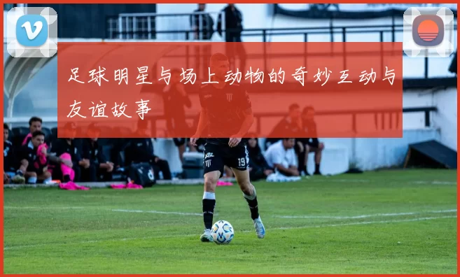 足球明星与场上动物的奇妙互动与友谊故事